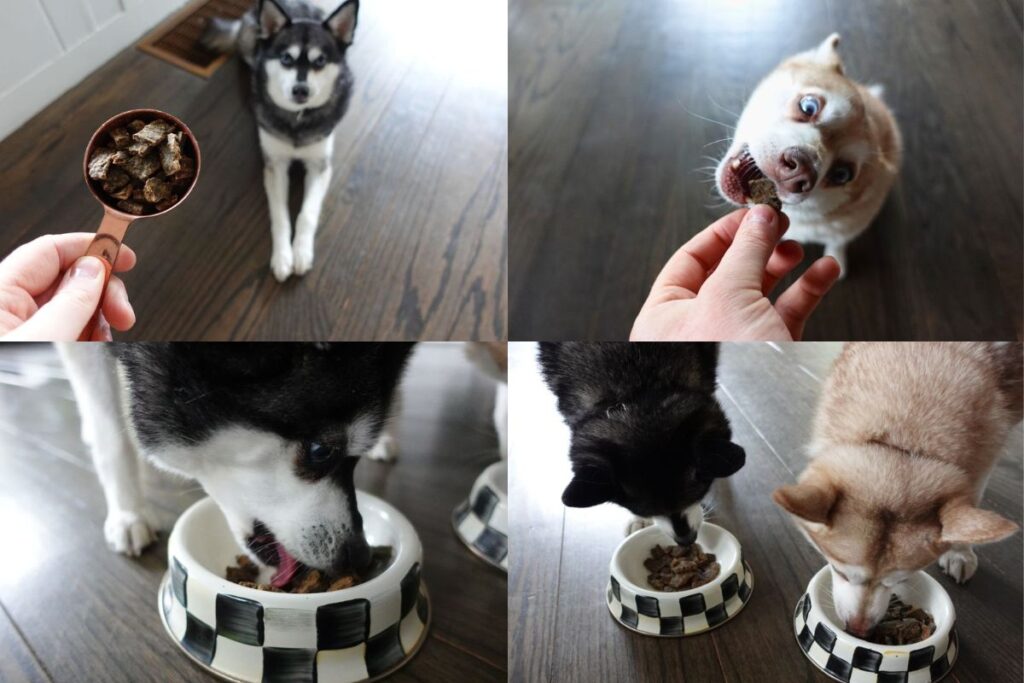 Copper and Skye with their Sundays food