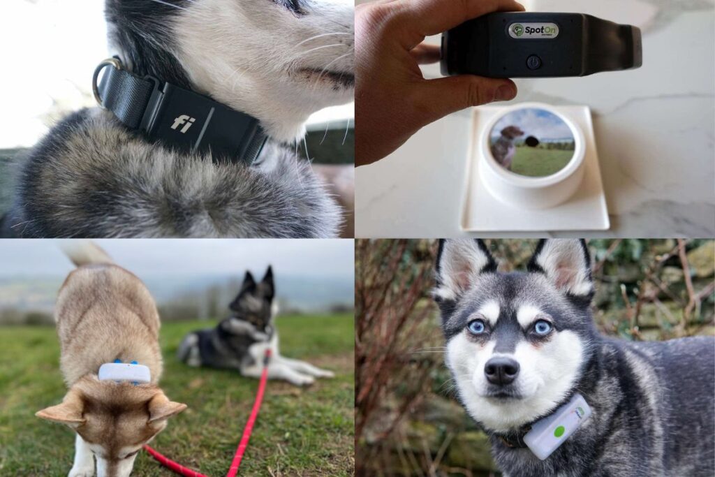 Ultimate smart dog collar guide