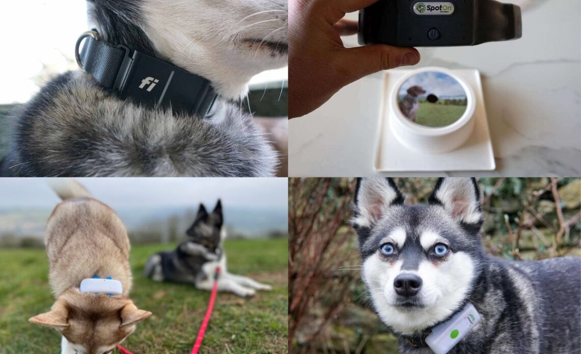 Ultimate smart dog collar guide