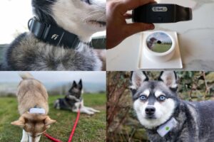7 Best GPS Dog Collars (2026): Tested With My Dogs & What Actually Works
