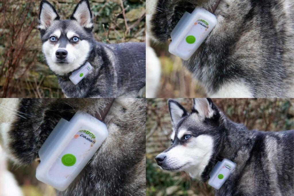 Weenect smart dog collar