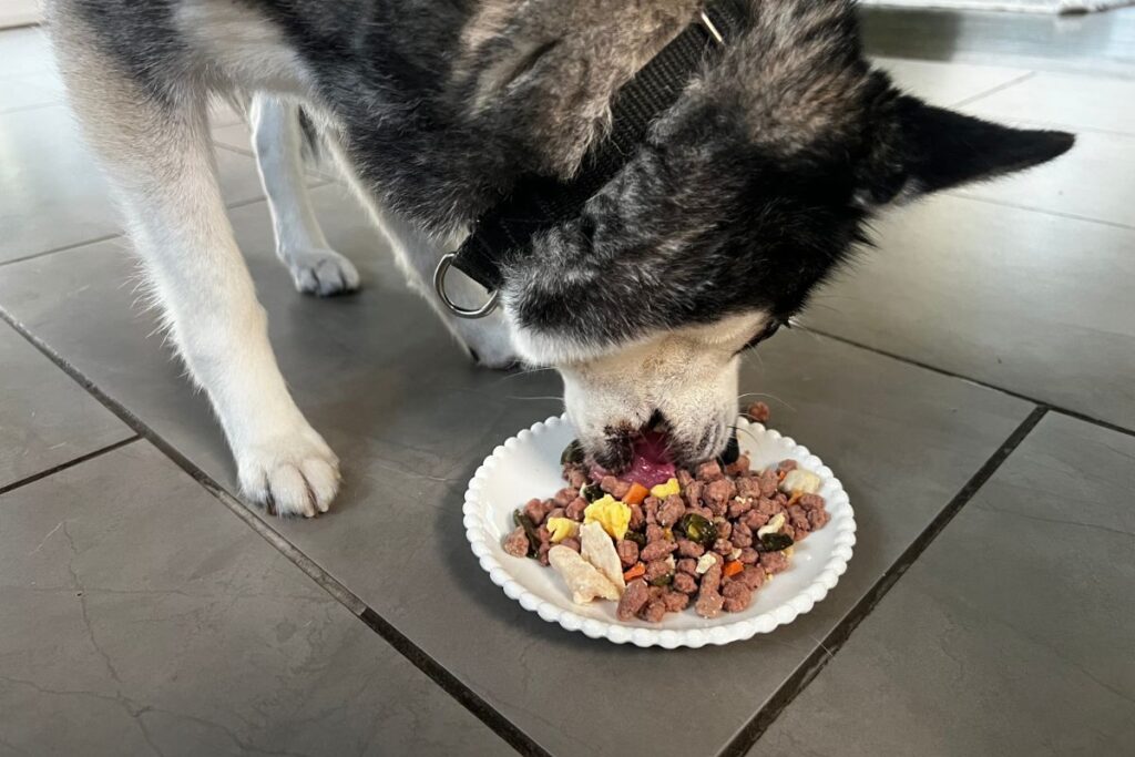 Skye tucks into Freshpet