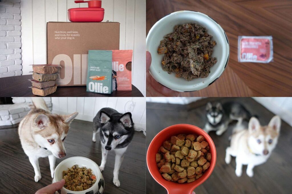 Ollie Dog Food Pros & Cons