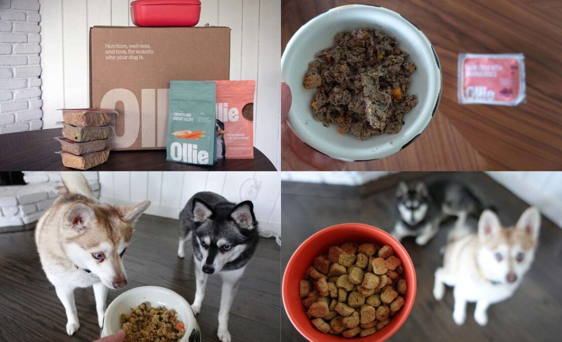 Ollie Dog Food Pros & Cons