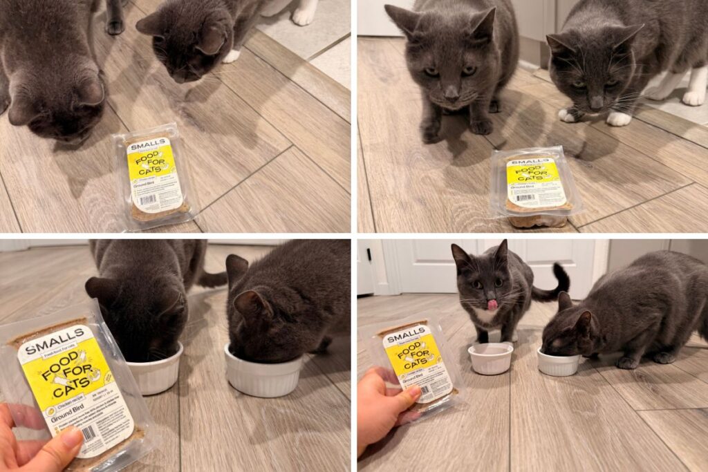 Testing Smalls Cat Food on my cats