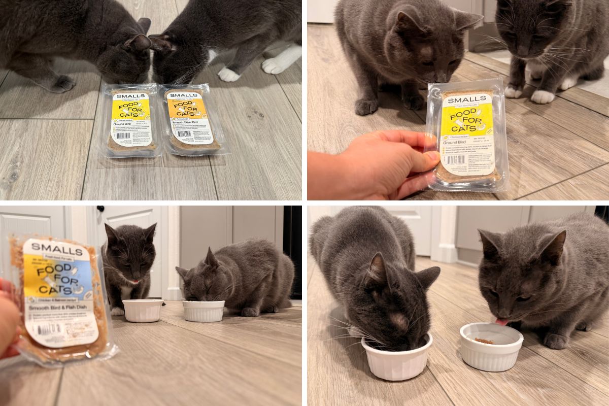 Smalls fresh cat food