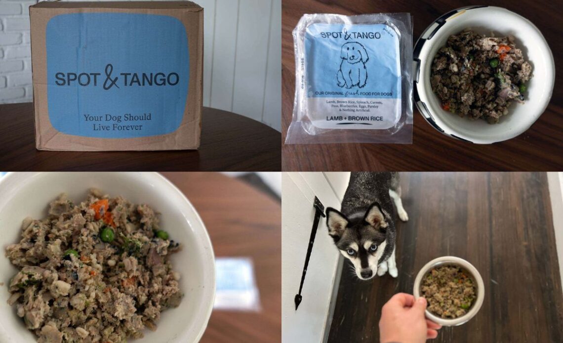 Spot and Tango Honest Review Pros And Cons