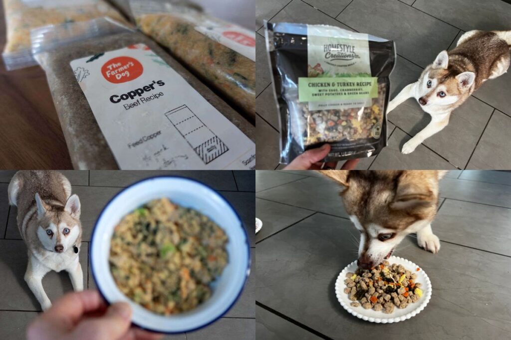 The Farmer's Dog vs Freshpet Our Recommendation