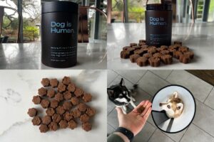 Dog Is Human Review