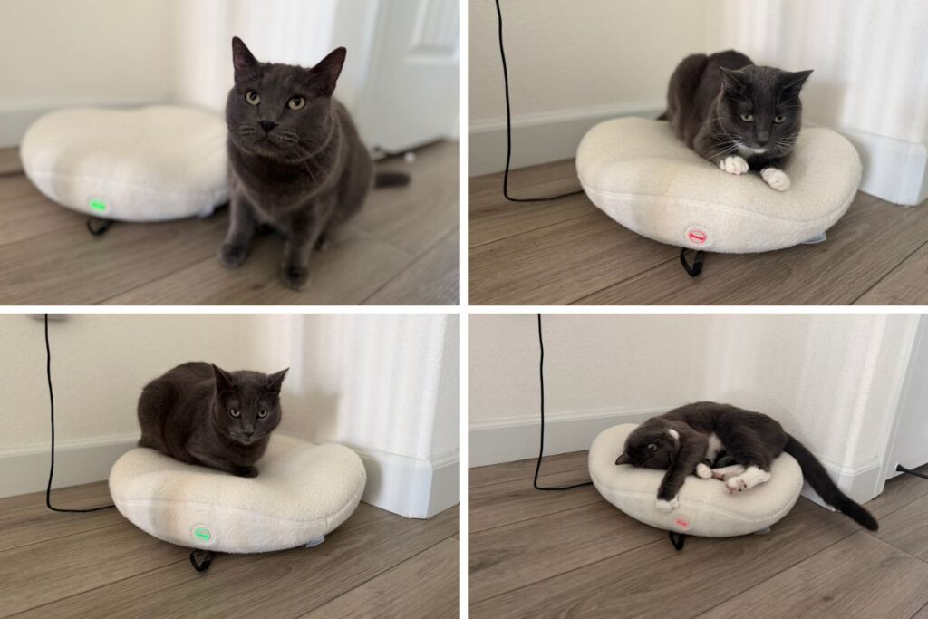 Knead Cat Bed Conclusion