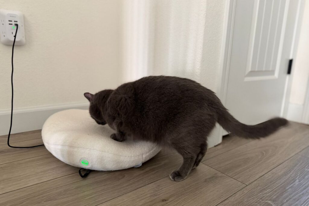 Polo on the Knead cat bed