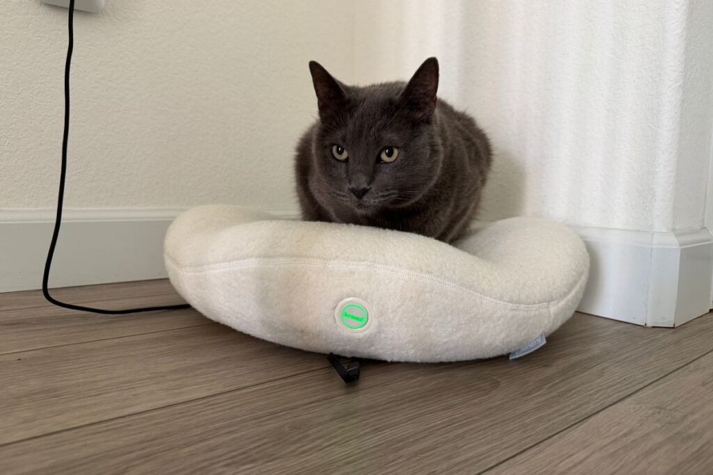 Polo on the Knead cat bed