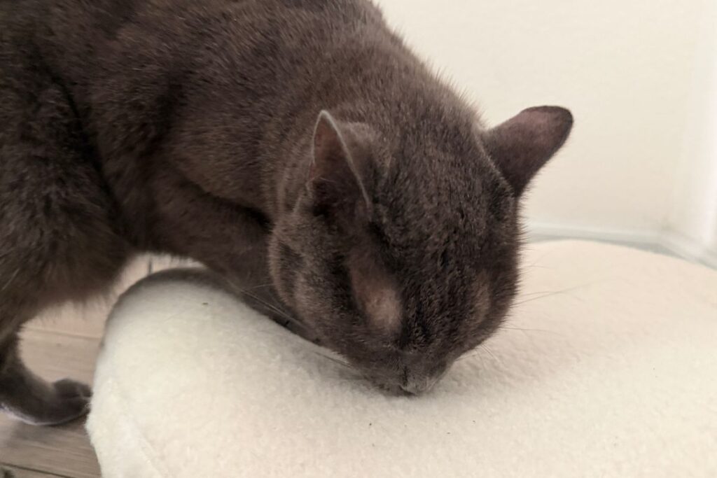 Polo on the Knead cat bed