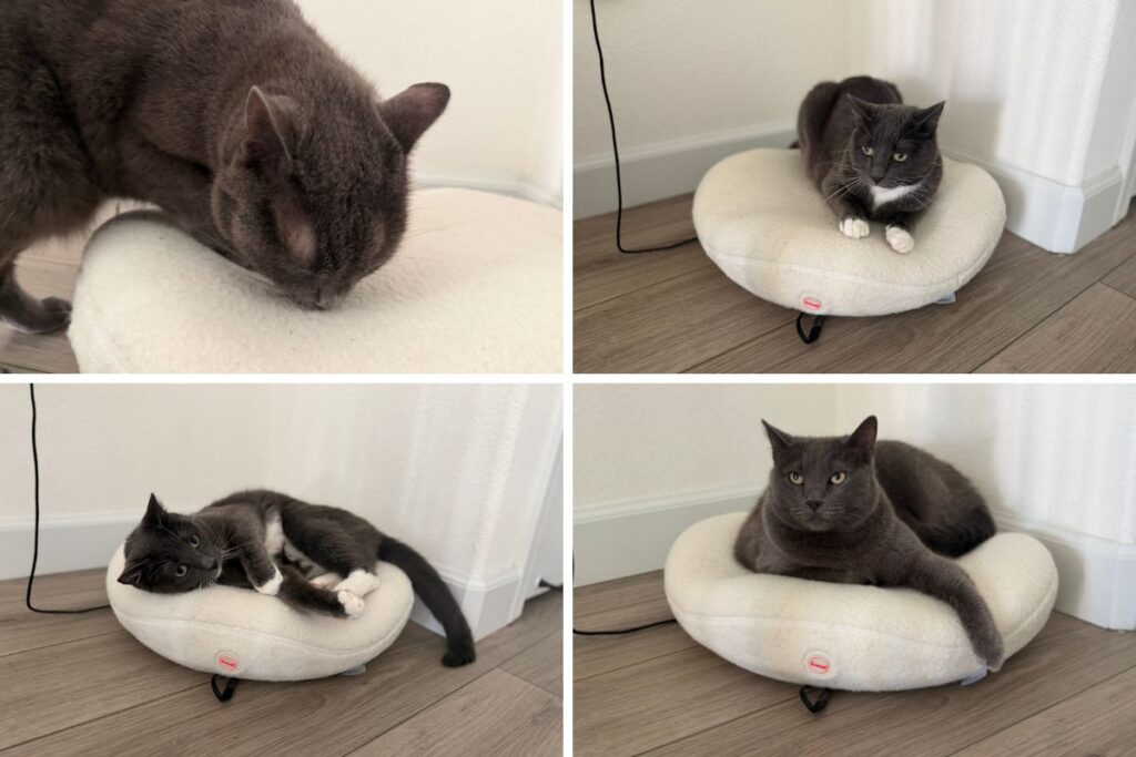 Knead Cat Bed Verdict
