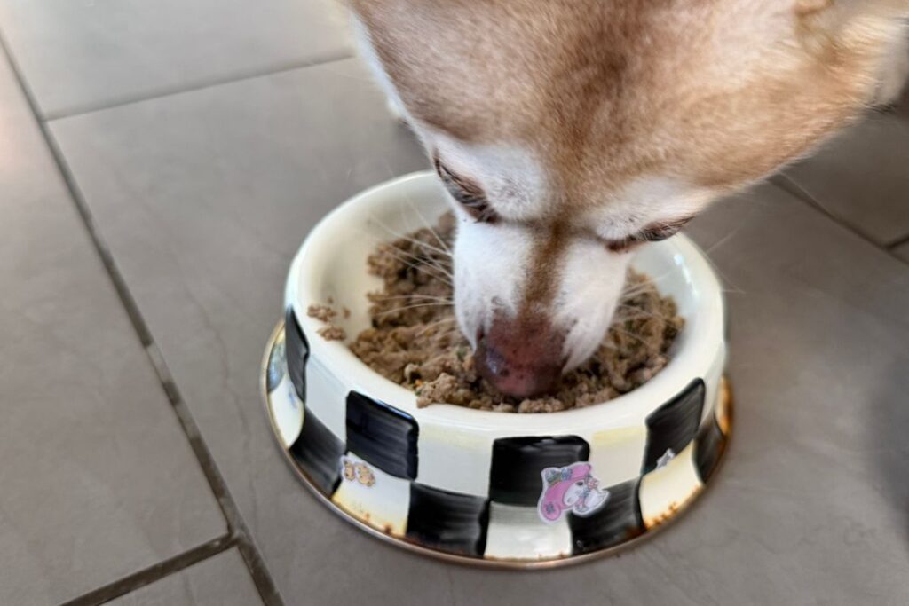 Copper eating The Farmer’s Dog beef recipe in April 2026