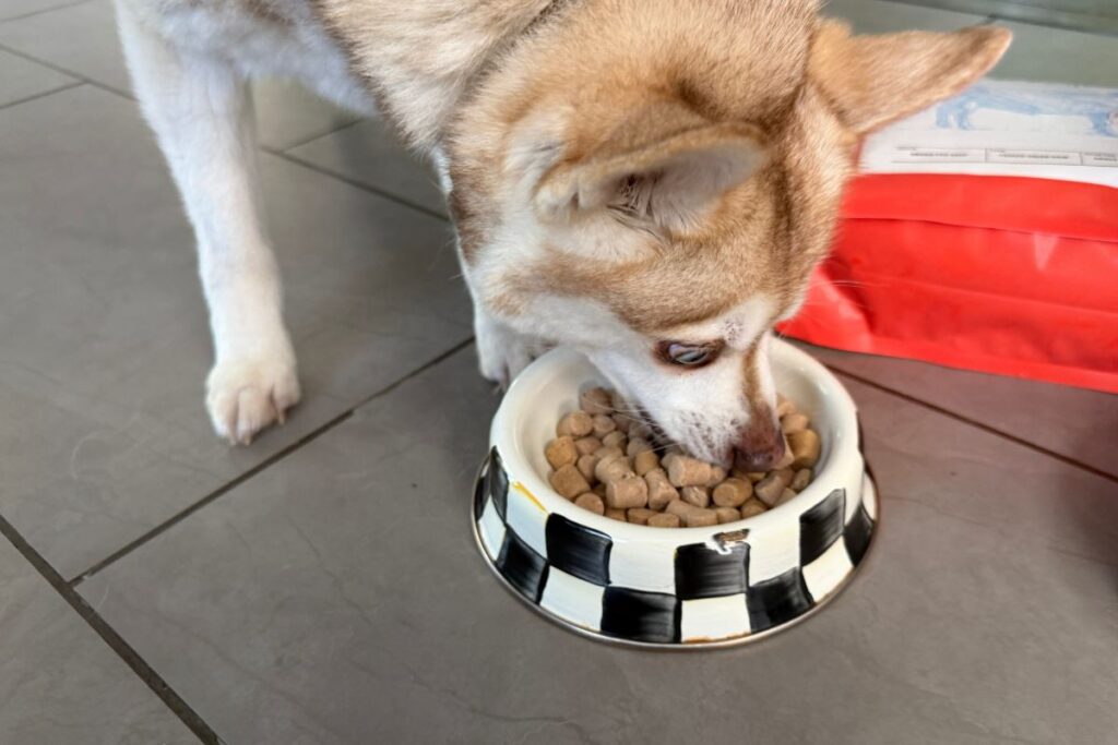 Copper eats We Feed Raw freeze-dried food in April 2026