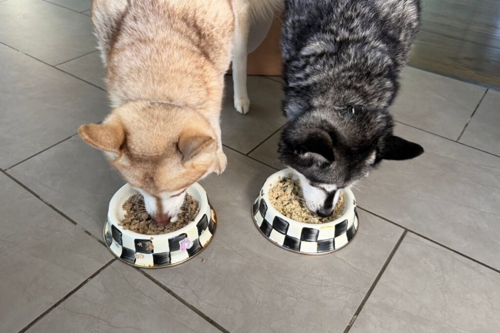 Copper and Skye eating The Farmer’s Dog fresh dog food in April 2026