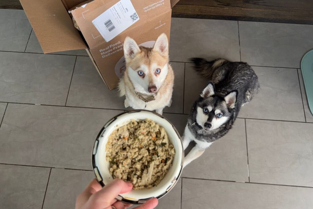 Copper and Skye sit for The Farmer’s Dog fresh dog food in April 2026