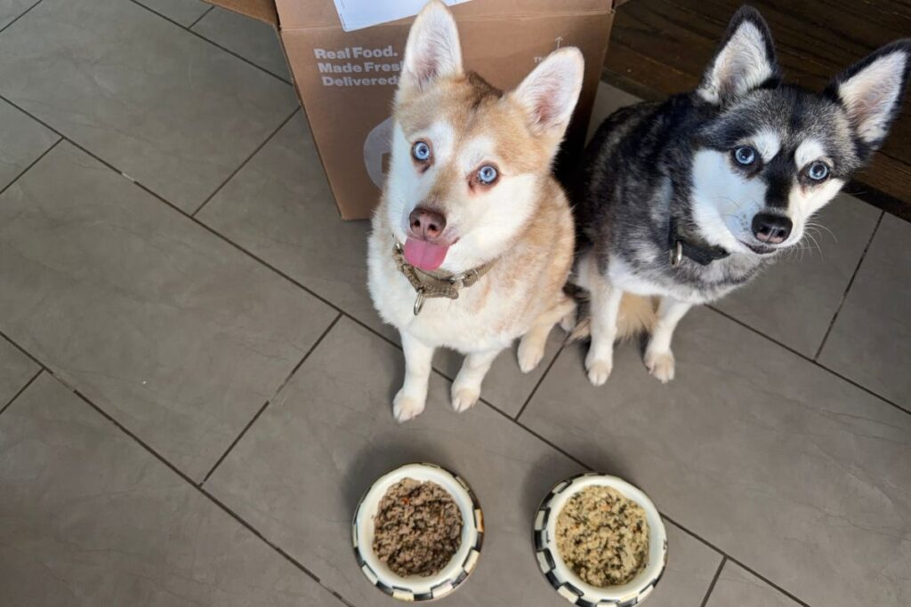 Close up of Copper and Skye waiting The Farmer’s Dog fresh dog food in April 2026