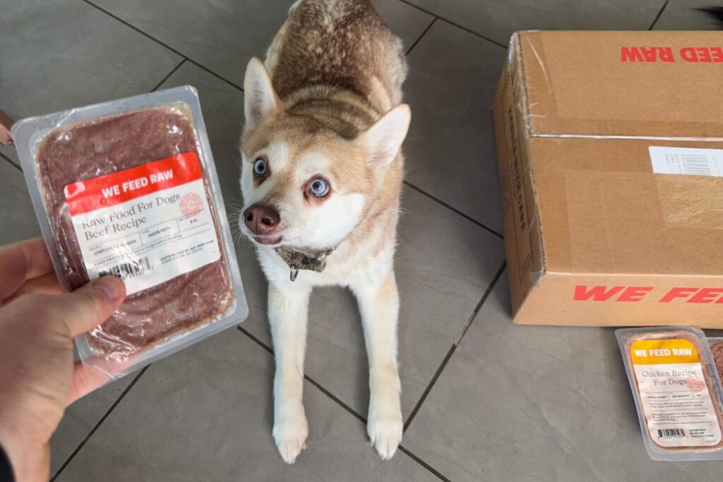 Copper sniffs the We Feed Raw beef recipe in April 2026