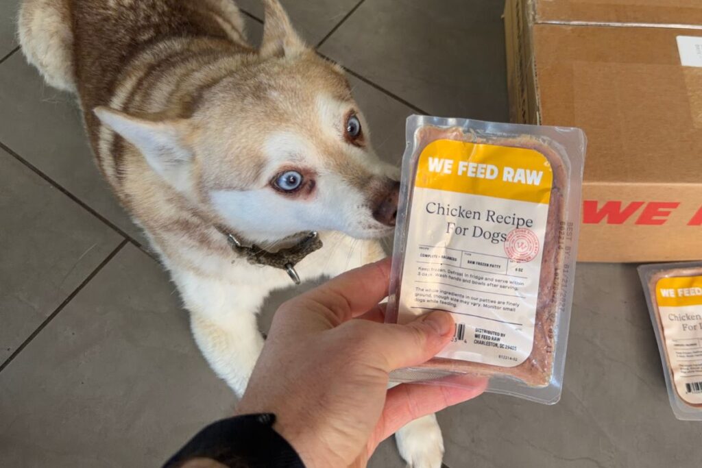 Copper sniffs the We Feed Raw chicken recipe in April 2026