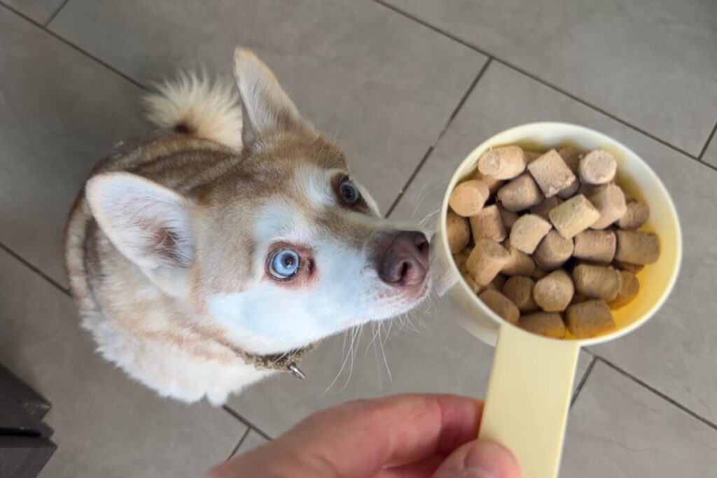 Copper sniffs his We Feed Raw scooper in April 2026