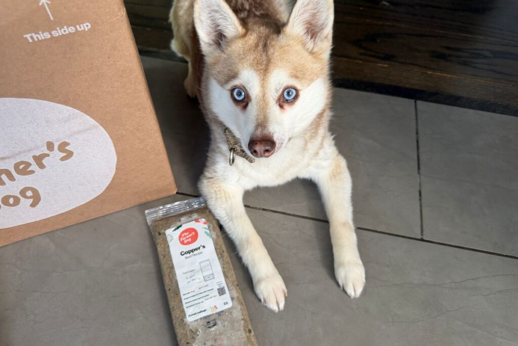 Copper waiting to eat The Farmer’s Dog fresh dog food in April 2026