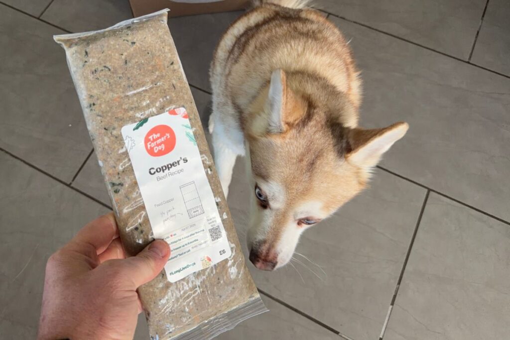 Copper sniffing The Farmer’s Dog beef recipe in April 2026