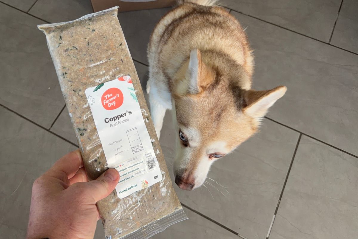 Copper sniffing The Farmer’s Dog beef recipe in April 2026