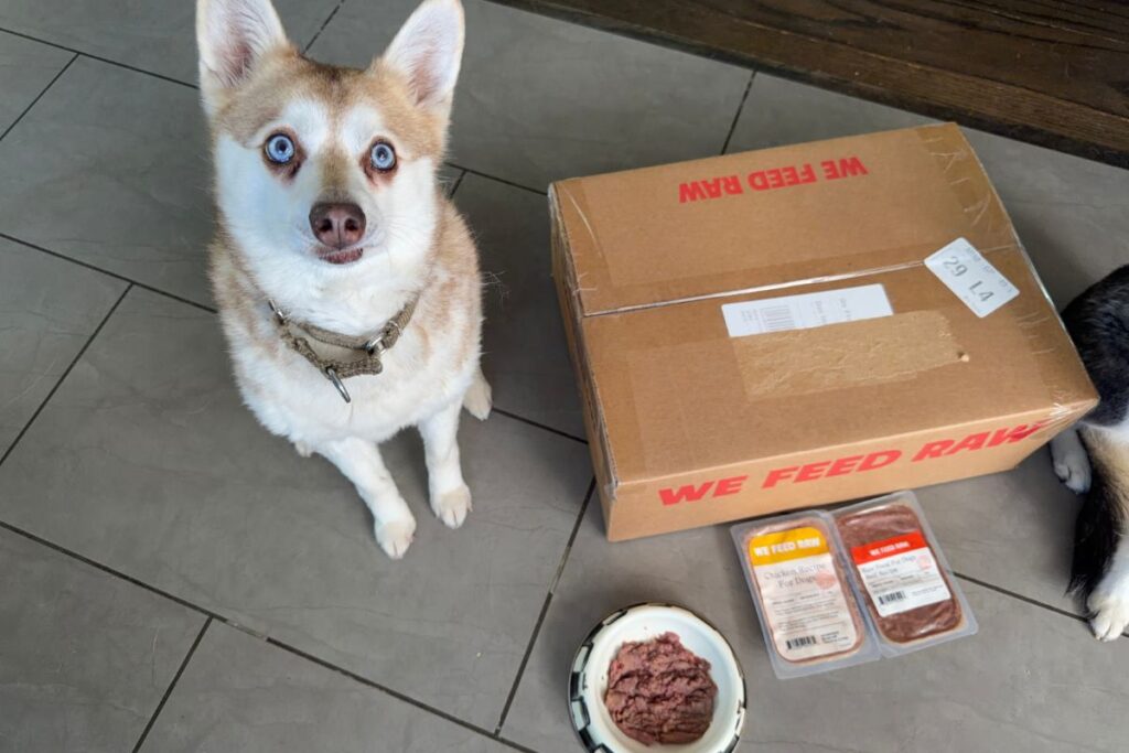 Copper waits for his We Feed Raw dinner in April 2026