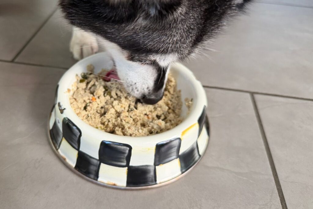 Skye eating The Farmer’s Dog chicken recipe in April 2026