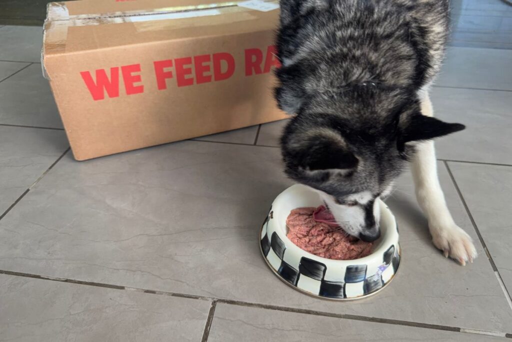 Skye eats her We Feed Raw food in April 2026