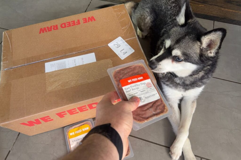 Skye sniffs the We Feed Raw beef recipe in April 2026