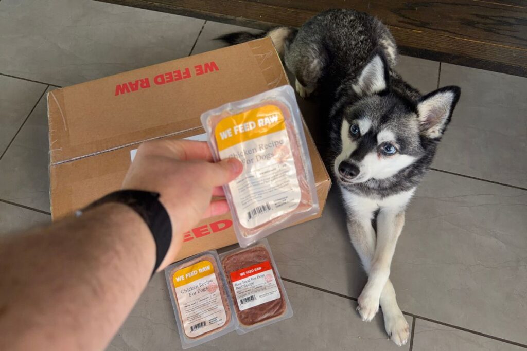 Skye sniffs the We Feed Raw chicken recipe in April 2026