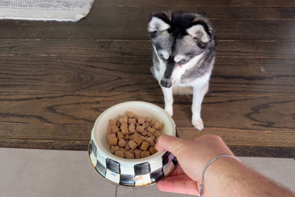Skye waits for We Feed Raw freeze-dried food in April 2026