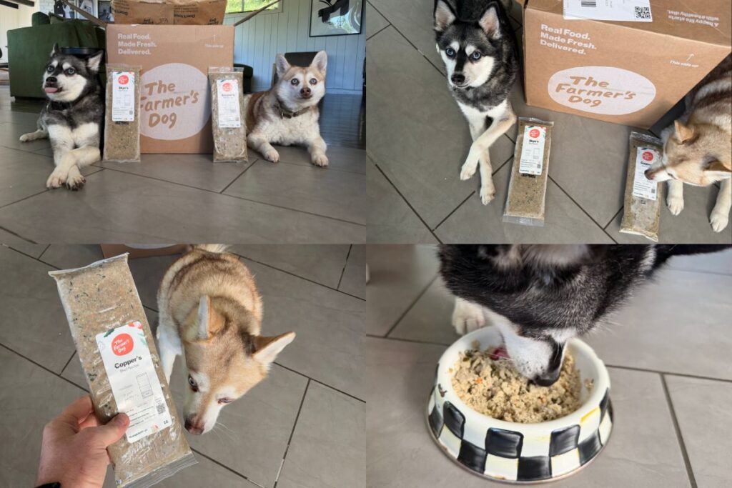 Life With Klee Kai The Farmer's Dog review in April 2026