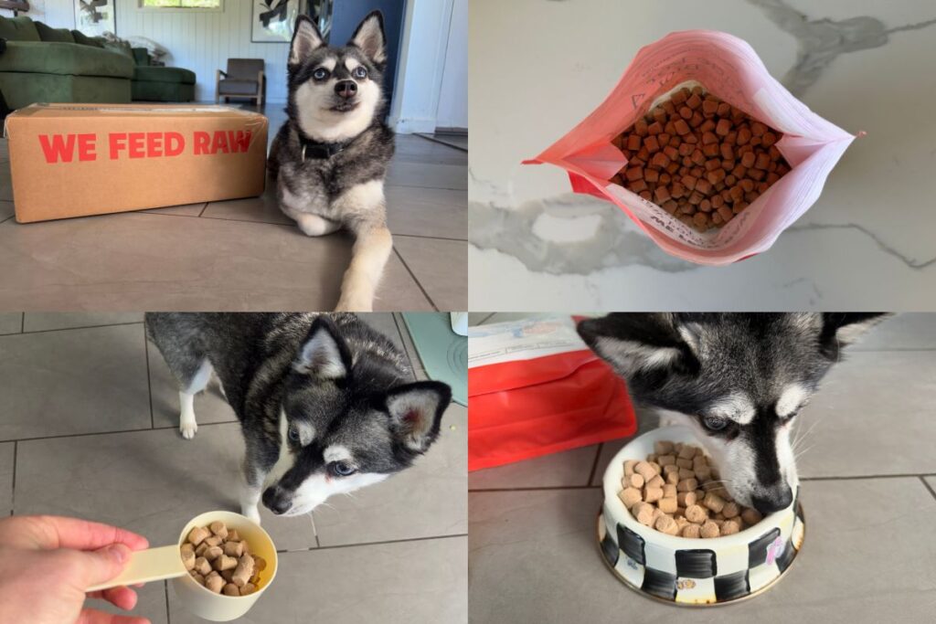 Skye with her We Feed Raw freeze-dried raw food meals