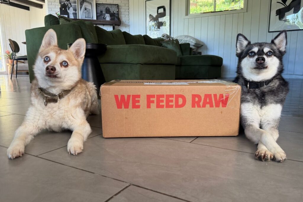 Copper and Skye sat next to their We Feed Raw delivery in April 2026