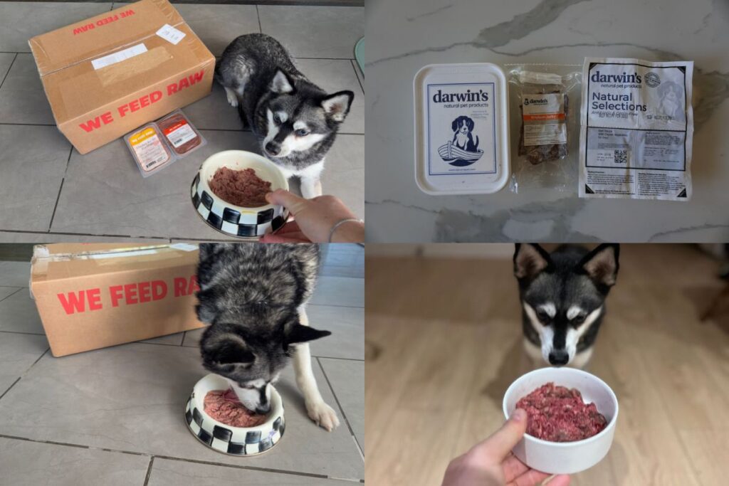 We Feed Raw Vs Darwin's Pet Products in April 2026