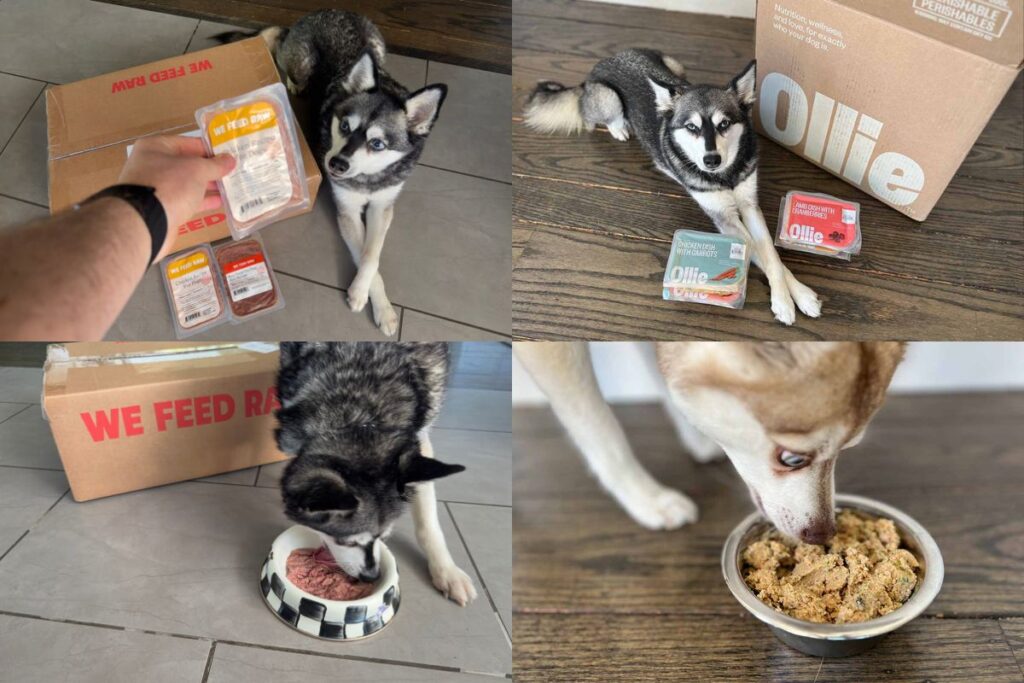 We Feed Raw vs Ollie Which Is Better in 2026?