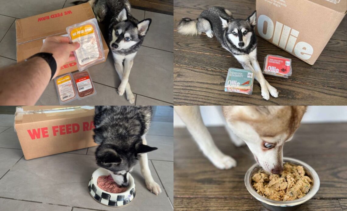 We Feed Raw vs Ollie Which Is Better in 2026?
