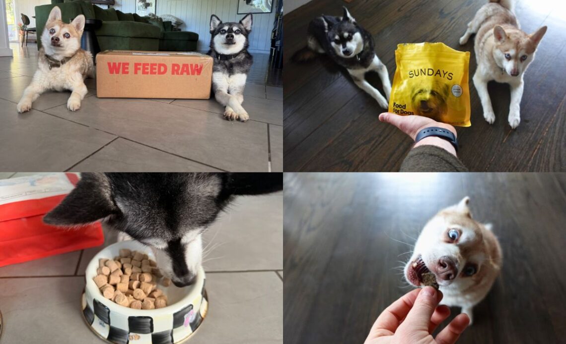 We Feed Raw vs Sundays 2026 Which Is Better