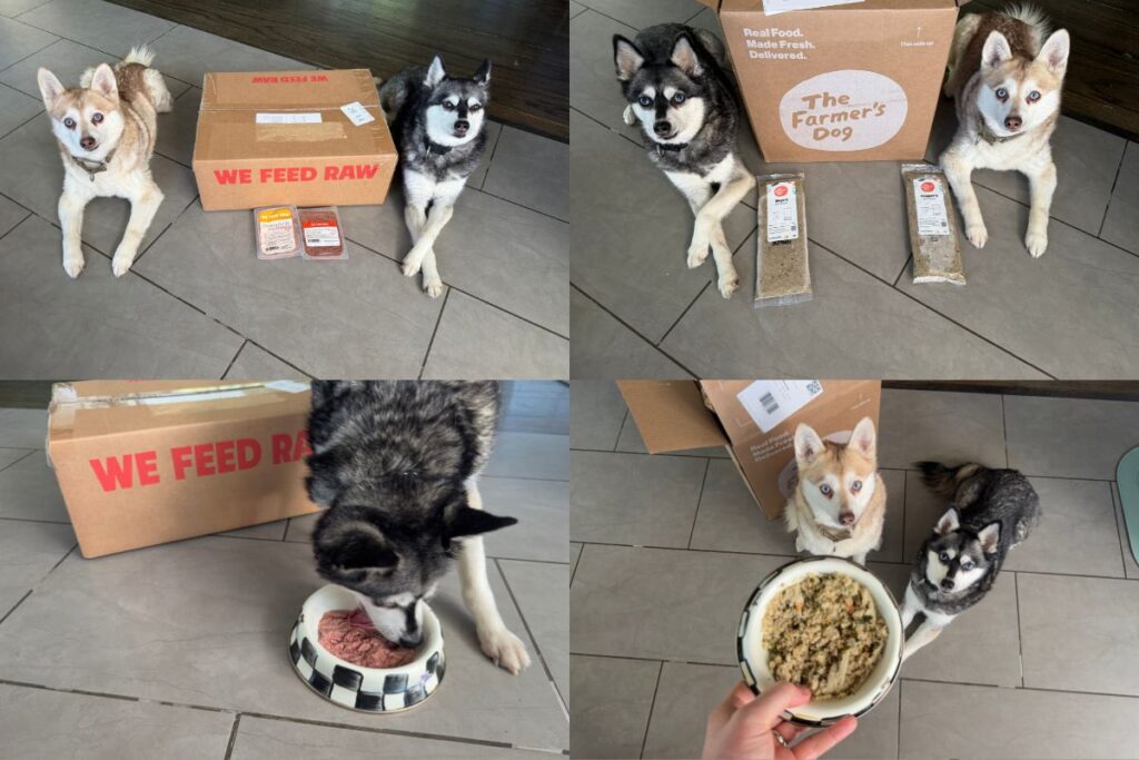 We Feed Raw vs The Farmers Dog in 2026