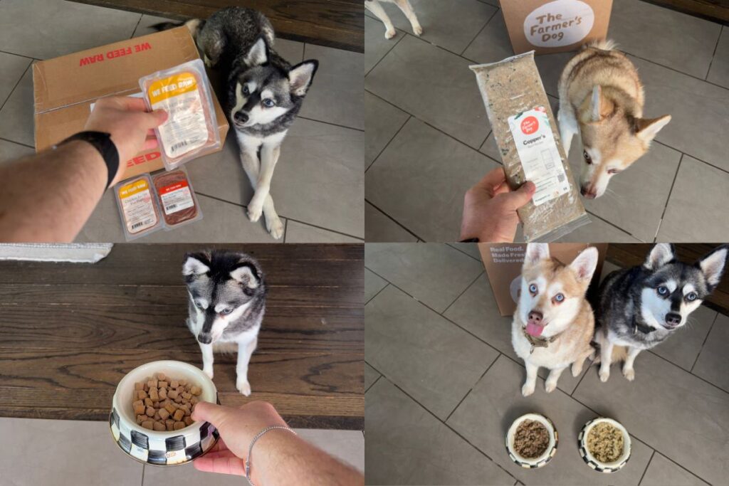 We Feed Raw vs The Farmers Dog 2026 Which Is Better