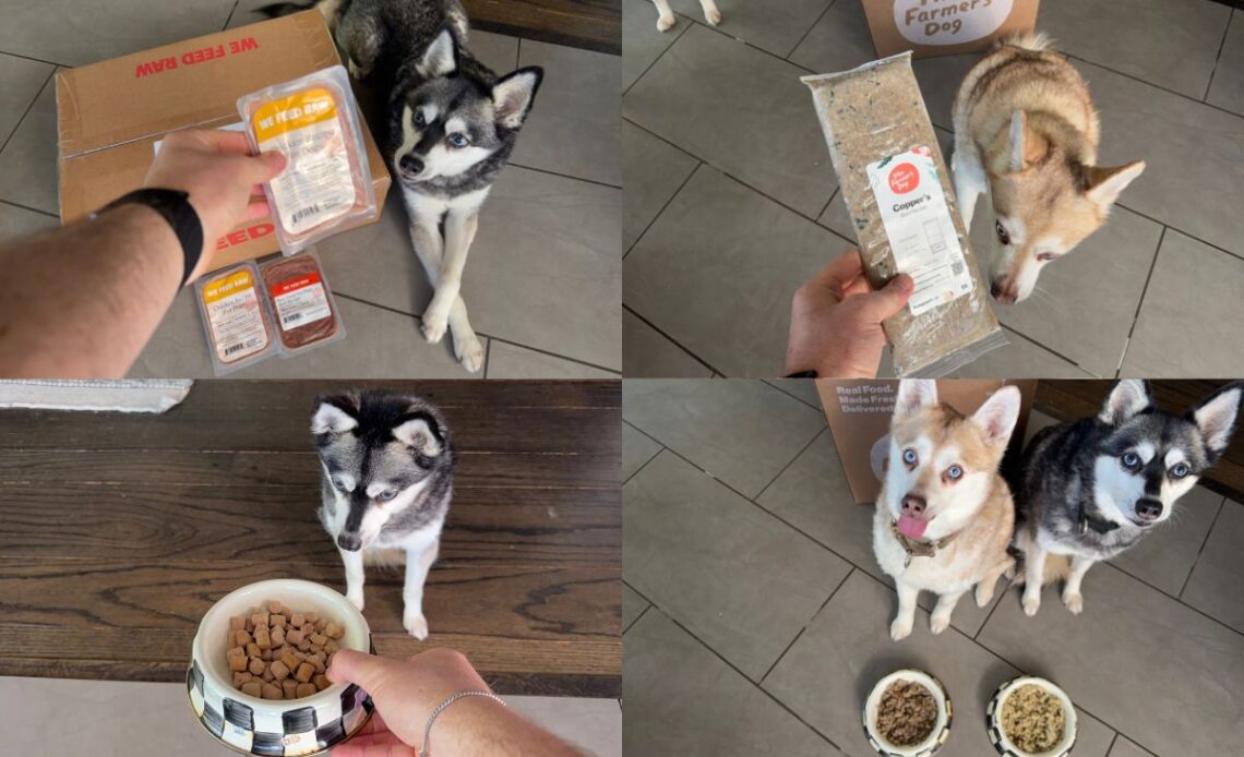We Feed Raw vs The Farmers Dog 2026 Which Is Better