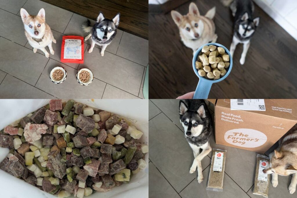 5 Best Alternatives to Sundays Dog Food (2026 Guide)