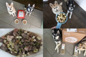 5 Best Alternatives to Sundays Dog Food (2026 Guide)