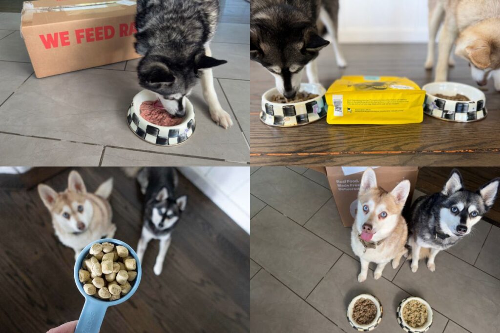 Best Dog Food For Picky Eaters in 2026