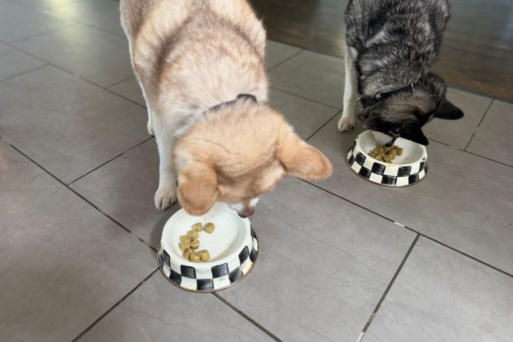 Klee Kai eat Badlands Ranch Superfood Nuggets