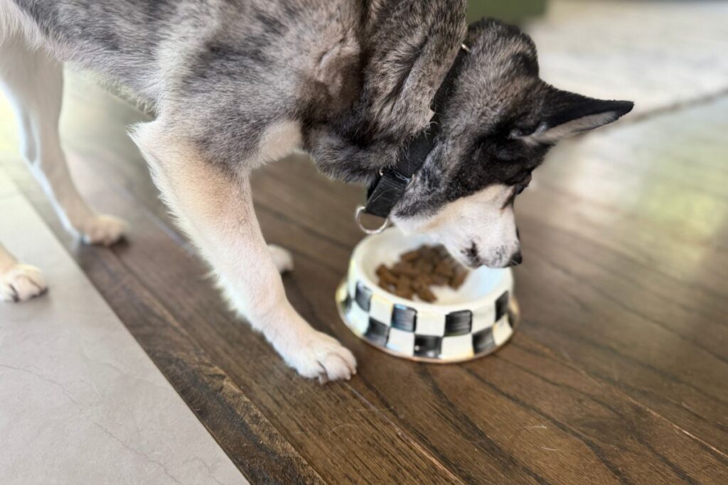 Skye Eats Badlands Ranch